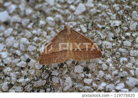 Cross Juifenaca 119778820