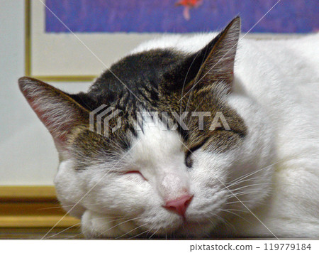 Cat sleeping face 119779184