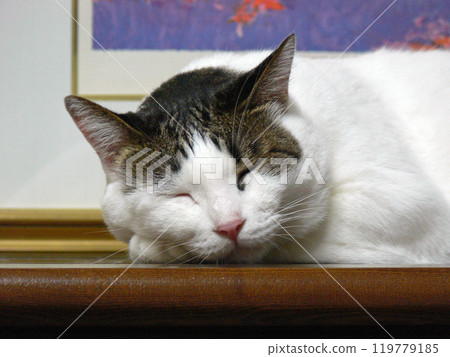 Cat sleeping face 119779185