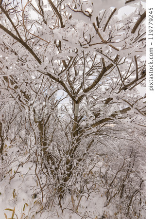 雪山登山（大分縣九重町） 119779245