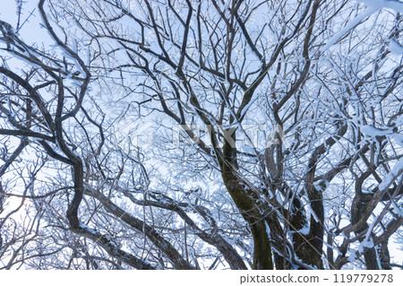 雪山登山(大分縣九重町) 雪山登山(大分縣九重町) 119779278