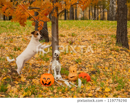 Jack Russell Terrier dog stands under tree near Halloween decorations in autumn forest. Jack Russell Terrier dog stands under tree near Halloween decorations in autumn forest. 119779298
