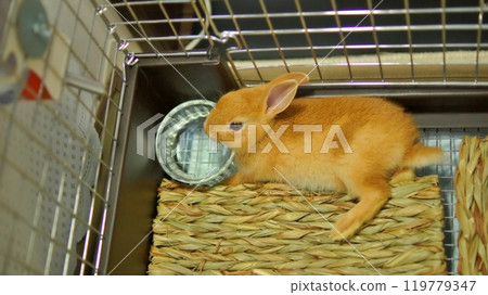 The baby rabbit on the day it came to our house from the pet store 119779347