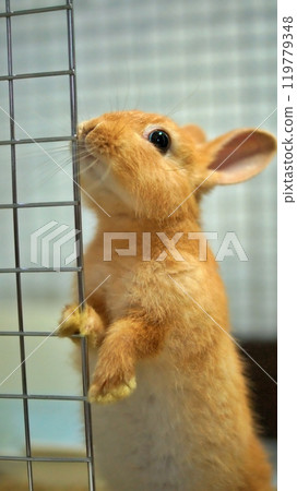 baby rabbit in cage 119779348