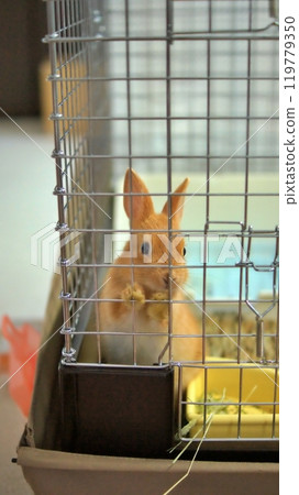The baby rabbit on the day it came to our house from the pet store 119779350