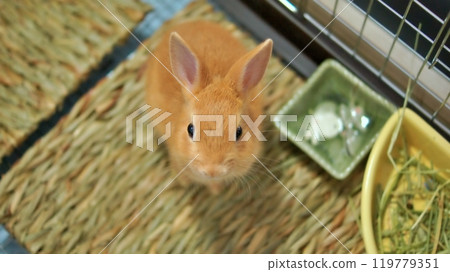 The baby rabbit on the day it came to our house from the pet store 119779351