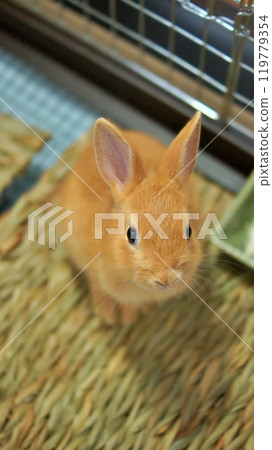 The baby rabbit on the day it came to our house from the pet store 119779354