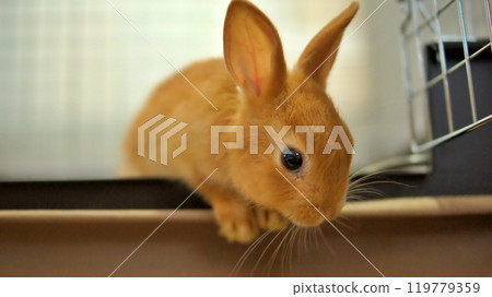The baby rabbit on the day it came to our house from the pet store 119779359