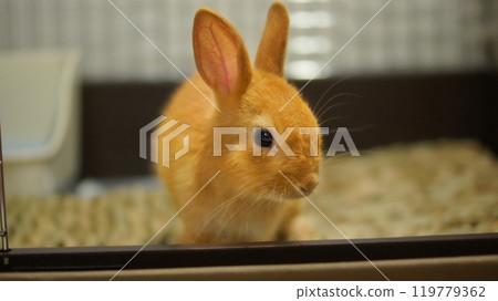 The baby rabbit on the day it came to our house from the pet store 119779362