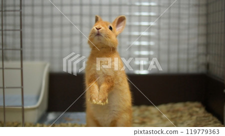 Cute baby rabbit 119779363