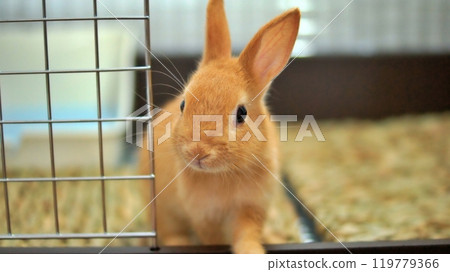 baby rabbit in cage 119779366
