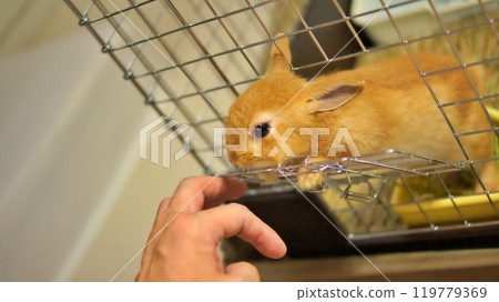 The baby rabbit on the day it came to our house from the pet store 119779369