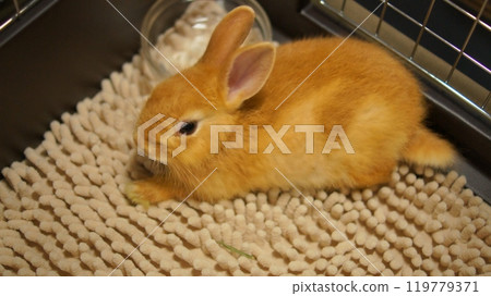 The baby rabbit on the day it came to our house from the pet store 119779371