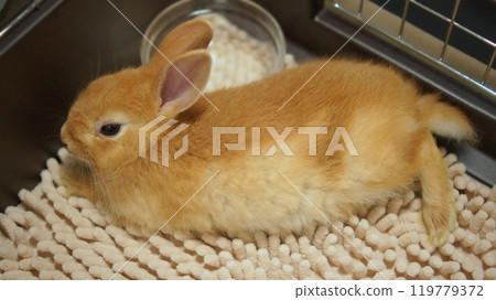 The baby rabbit on the day it came to our house from the pet store 119779372
