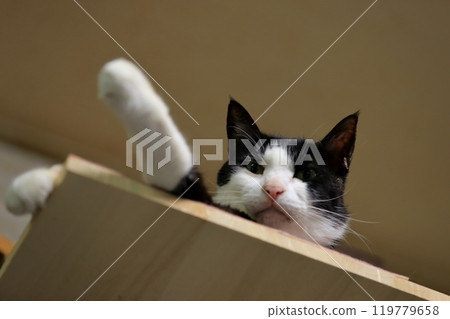 Black and white cat image Black and white cat image 119779658