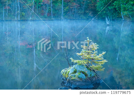Morning mist at Maime Pond 119779675