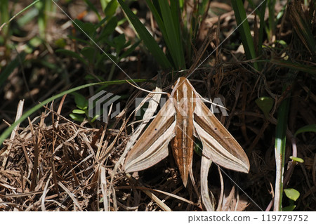 Costume sparrow Costume sparrow 119779752