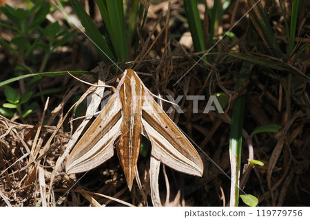 Costume sparrow Costume sparrow 119779756