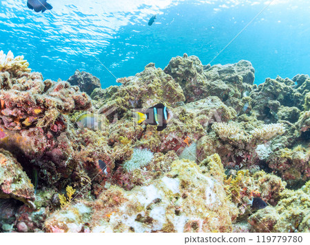 A pair of cute clownfish (subfamily Amphiprioninae) in a beautiful sea anemone field, a three-spot damselfish (family Pomacentridae), and more 119779780