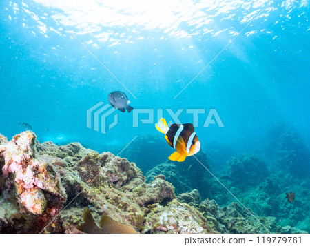 美麗的海葵田裡有一對可愛的海葵魚（銀蓮花亞科）、一對黑色雀鯛（雀鯛科）等。 119779781