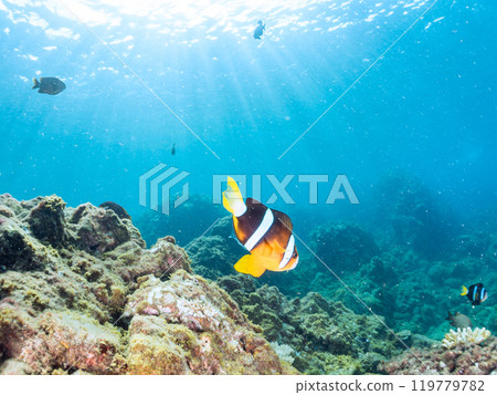 A pair of cute clownfish (subfamily Amphiprioninae) in a beautiful sea anemone field, a three-spot damselfish (family Pomacentridae), and more 119779782