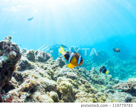 A pair of cute clownfish (subfamily Amphiprioninae) in a beautiful sea anemone field, a three-spot damselfish (family Pomacentridae), and more 119779783