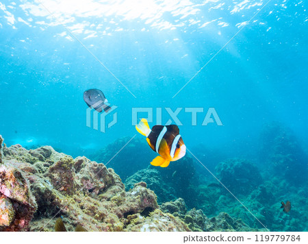 A pair of cute clownfish (subfamily Amphiprioninae) in a beautiful sea anemone field, a three-spot damselfish (family Pomacentridae), and more A pair of cute clownfish (subfamily Amphiprioninae) in a beautiful sea anemone field, a three-spot damselfish (family Pomacentridae), and more 119779784