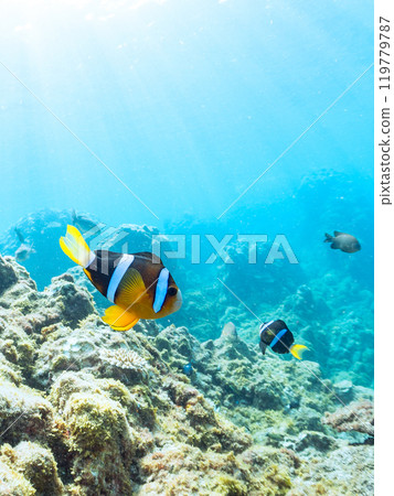 A pair of cute clownfish (subfamily Amphiprioninae) in a beautiful sea anemone field, a three-spot damselfish (family Pomacentridae), and more 119779787