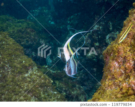 Beautiful translucent juvenile horned idols (family Monotidae) and others. Nakagi Hirizo Beach, Minamiizu-cho, Kamo-gun, Izu Peninsula, Shizuoka Prefecture - 2024 119779834