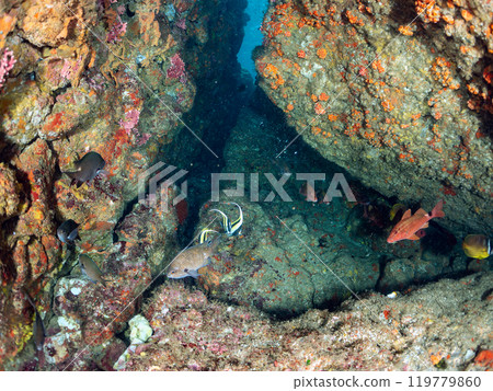 Beautiful Moorish idols (Family: Moorhinidae), Goatfish (Family: Goatfish), Butterflyfish (Family: Chaetodontidae), and more 119779860
