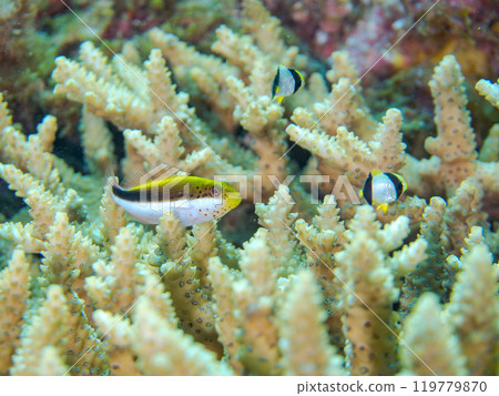 Beautiful table coral and schools of juvenile starfish (Family: Hawkfish), spearfish (Family: Chaetodontidae), and other fish. 119779870