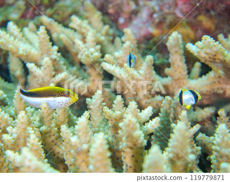 Beautiful table coral and schools of juvenile starfish (Family: Hawkfish), spearfish (Family: Chaetodontidae), and other fish. 119779871