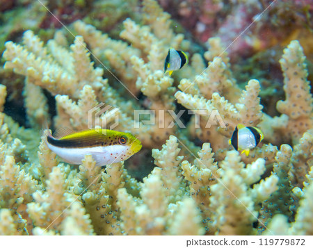 Beautiful table coral and schools of juvenile starfish (Family: Hawkfish), spearfish (Family: Chaetodontidae), and other fish. 119779872