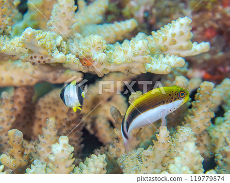 Beautiful table coral and schools of juvenile starfish (Family: Hawkfish), spearfish (Family: Chaetodontidae), and other fish. 119779874