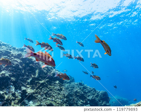 Beautiful schools of red goatfish (family Goatfish), silver-stripe round herring (family Clupeidae), and others. 119779893