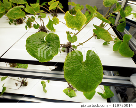 Hydroponic cultivation of wasabi 119780014