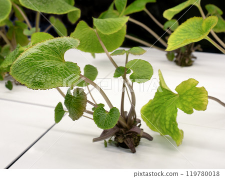 Hydroponic cultivation of wasabi Hydroponic cultivation of wasabi 119780018