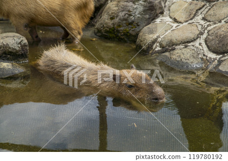 靜岡縣裾野市夏季野生動物園 119780192
