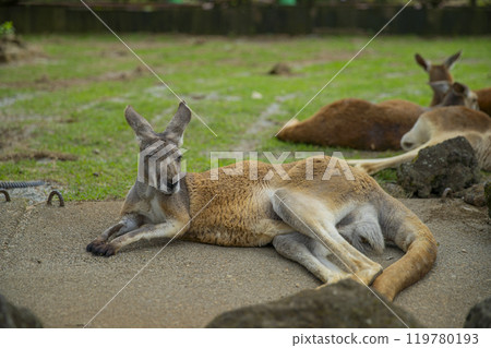 靜岡縣裾野市夏季野生動物園 119780193