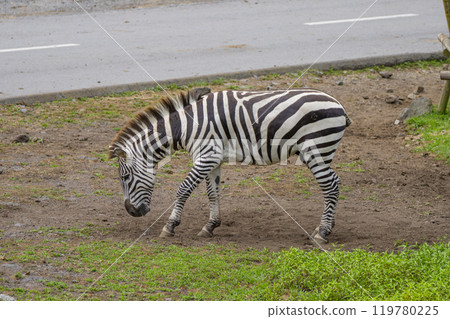 靜岡縣裾野市夏季野生動物園 119780225