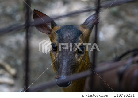 靜岡縣裾野市夏季野生動物園 119780231
