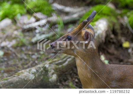 靜岡縣裾野市夏季野生動物園 119780232