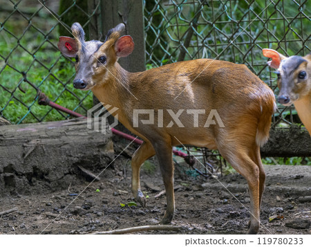 Summer Safari Park in Susono, Shizuoka Prefecture 119780233