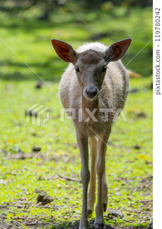 靜岡縣裾野市夏季野生動物園 靜岡縣裾野市夏季野生動物園 119780242