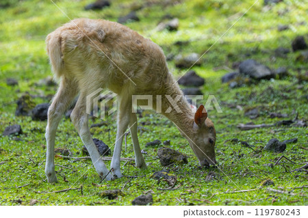 靜岡縣裾野市夏季野生動物園 119780243
