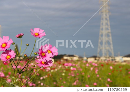 盛開在波斯菊田裡的粉紅色波斯菊 鋼塔 119780269