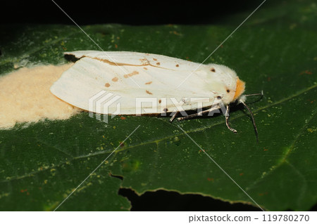 A female mulberry moth laying eggs 119780270