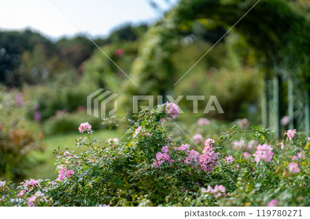 Rose arch and pink roses 119780271
