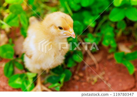 Little chicken standing in green grass on summer day at rural area 119780347
