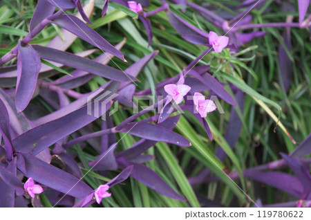 Murasaki Ootsukyusa 119780622